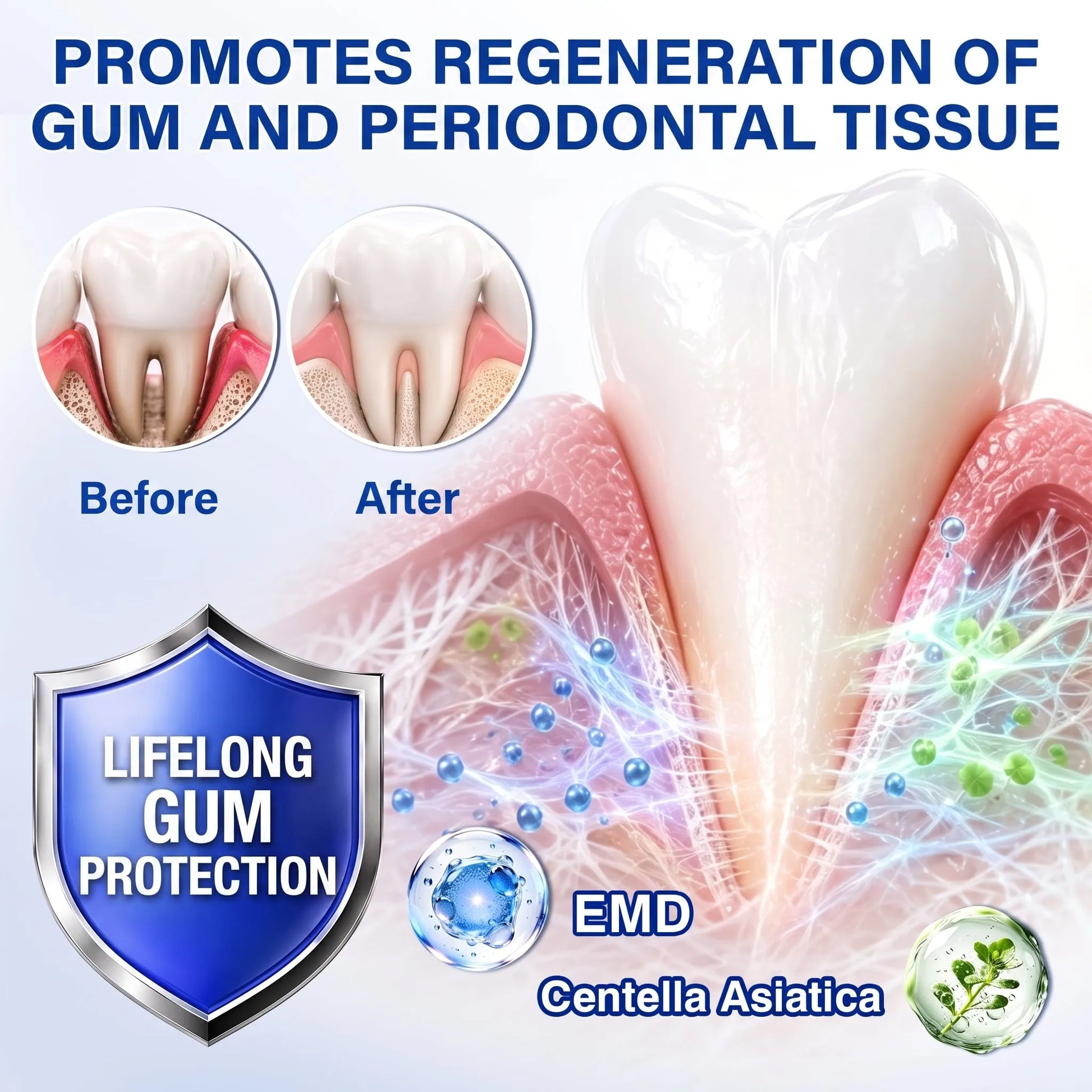 Periodontal tissue regeneration mechanism illustration
